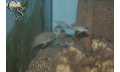 Neolamprologus pulcher red spot
